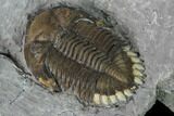 Greenops Trilobite - Hungry Hollow, Ontario #164402-4